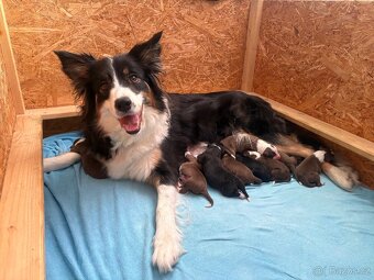 Štěňátka border kolie s PP - 2