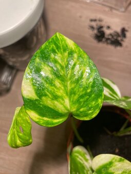 Šplhavnice zlatá (Epipremnum aureum golden) - 2