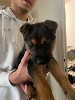 Štěně Německého ovčáka s belgickým ovčákem-MELENOIS - 2