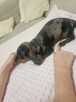 Jezevčík hladkosrstý tygrovaný - pejsek - 2