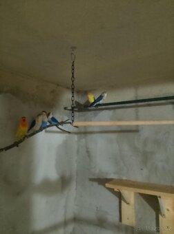 Agapornis Fisher - 2