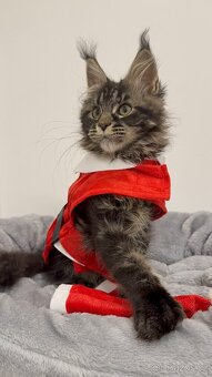 Kočička mainska mývalí polydaktylni s PP - 2