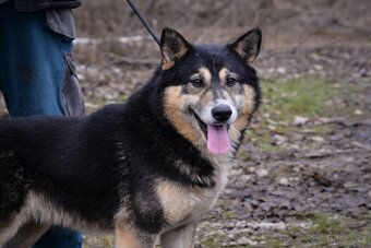 Roger hledá domov - 2