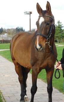 Valach (nar.2008) - 2