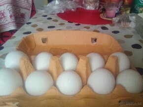 Násadová vajíčka - 2