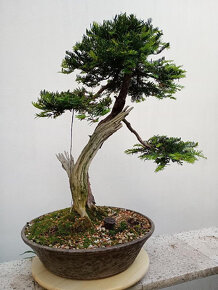Tis červený bonsai - 2