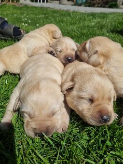 Labradorský retriever - 2
