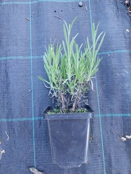Prodám sazenice levandula 'Grosso' - 2