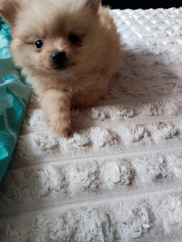 Pomeranian mini Boo - 2