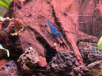 Neocaridina Davidi Blue Dream - 2
