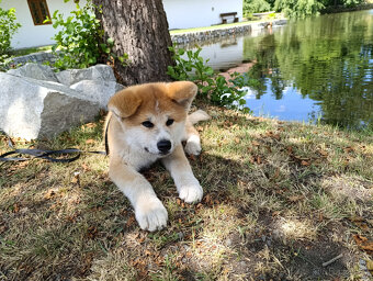 Akita inu s PP - 2