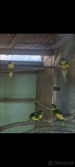 Kakariki rudočelé 2025 - 2