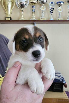 Prodám štěně (pejska) Jack Russell teriéra s PP - 2