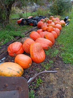 Prodám velké dýně na halloween, zavaření, nebo sušení - 2
