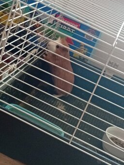 Daruji dvě morčatka - 2