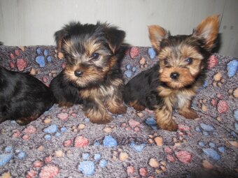 Jorkšírský teriér - 2