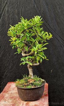 Bonsai, Bonsaj - Hlohyne 4 - 2