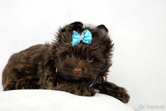 jorkšírský terrier s PP - 2