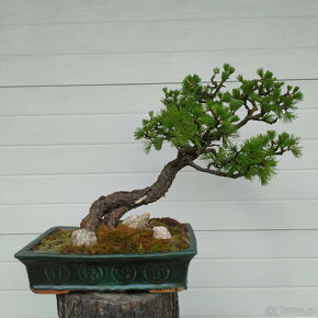 39 let bonsaj - Modřín evropský (Larix decidua) - 2