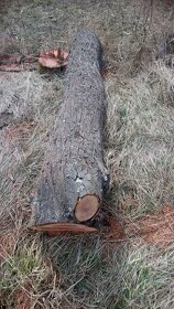 Švestkové trnkové dřevo - 2