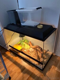 Python regius 1.0 - 2