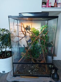 Chameleon jemenský včetně terária a příslušenství - 2