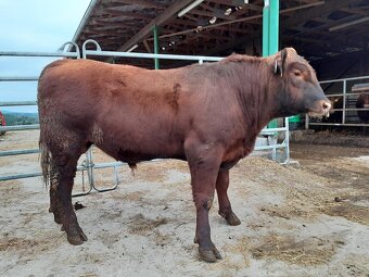 Prodám plemenné býky Aberdeen Angus - 2