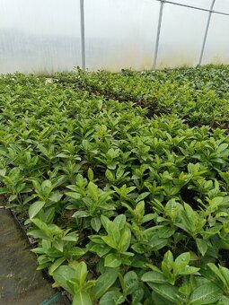 Prunus Novita VAVRIN 20-30 cm p9 - 2