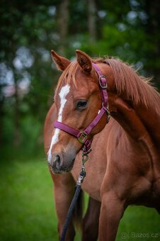 QH hřebec do sportu - TOP cowhorse/reining původ, super cena - 2