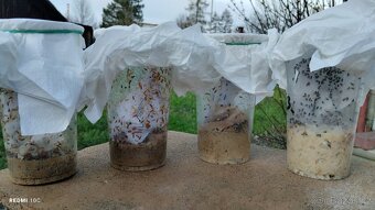 Nelétavé octomilky dva druhy + zrnokaz - 2