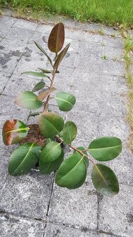 Ficus - 2
