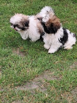 Shih-tzu,sicu,shi-tzu - 2