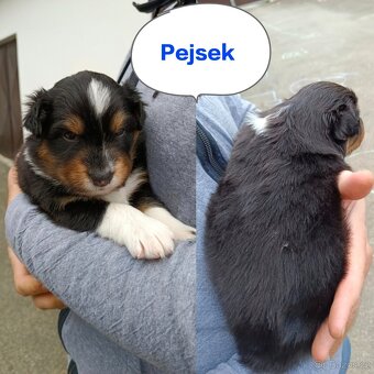 Australský ovčák - štěňata bez PP - 2