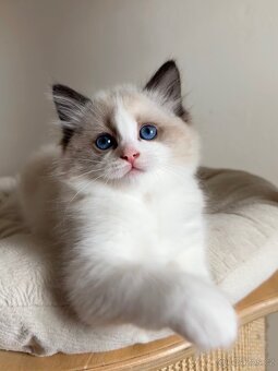 Ragdoll kocourek s PP - 2