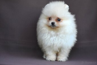 Pomeranian - 2