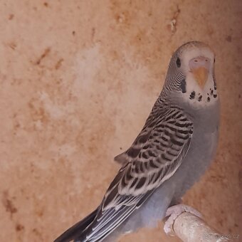Andulky - 2