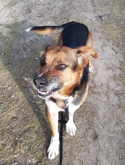 RON K ADOPCI - vděčný mazel, parťák, vhodný k dětem - 2