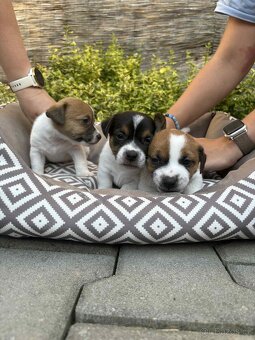 Jack Russell teriéra - 2