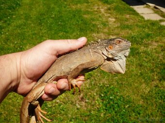 Červený leguán (Iguana iguana) - 2