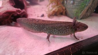 Axolotl mexický - 2