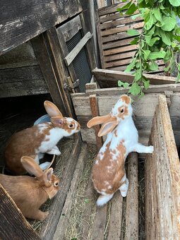 Nabízím samičky na chov stáří 6měsíců. - 2