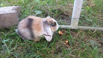 Prodám zakrslé králíčky beránky – odběr možný ihned - 2