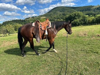 Valach QH 4,5 roku - 2