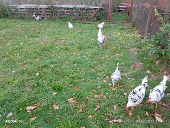 Vlaška exchequer - 2