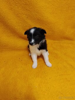 Štěňata Kříženců Německý špic x bordel kolie - 2