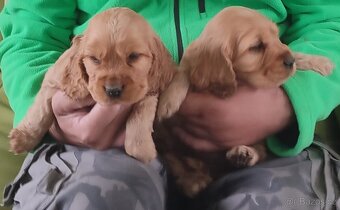 Anglický kokršpaněl - pes a fenka - 2