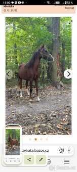 Klisny pony WPB 18 měsíců - 2