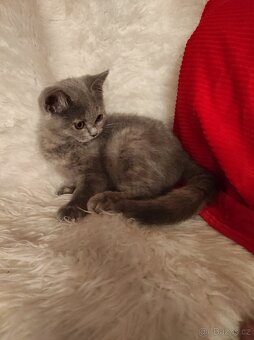 Britská koťata britské kotě - 2