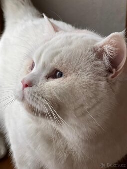 Britský kocour - 2