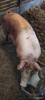 Vykrmená prasata - 2